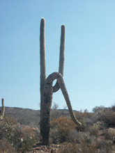 Weird saguaro