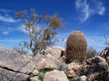 Barrel cactus and mesquite tree 