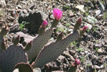 Cactus flower, Arizona