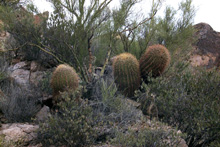 Desert barrel garden