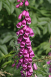 Bell-shaped flowers, Oregon coast