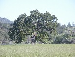 Oaks near Parkfield