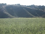 Hay field just outside of town