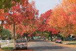 Fall in the Mayfair District, Fresno CA