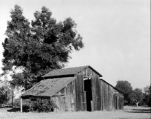 Barn, Fresno, 1966