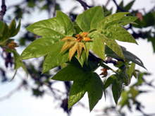 New leaves on a sycamore tree