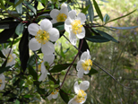Spectacular Carpenteria blossoms are about two inches across