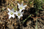 This is a white variety of brodiaea