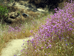 Lots of Farewell to Spring along a foothill trail