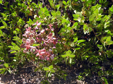 Manzanita with a parasitic growth