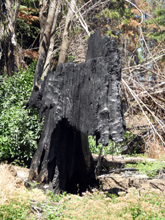 Fire keeps eating away at this old stump