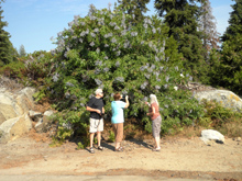 Wes, Julie and Carolyn, checking out the big elderberry bush