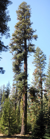 A stately Jeffrey Pine near Bear Creek Camp