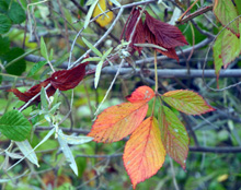 Berry leaves near the San Joaquin River