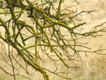 Moss on the blue oak