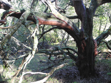 A huge manzanita specimen at Henry Coe State Park