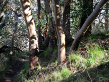 Madrone trunks