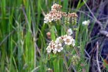 Phecelia, awide-spread foothill flower