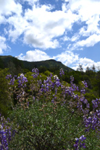 Lupines and clouds