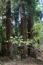 Redwoods by Ritchey Creek