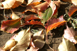 Autumn leaves in Clovis