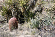 Barrel cactus and Mojave Yucca