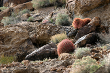 Barrel cactus, Mojave National Preserve