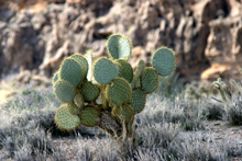 Pancake cactus