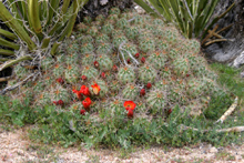 Mound cactus