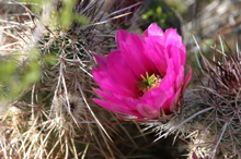 Porcupine cactus