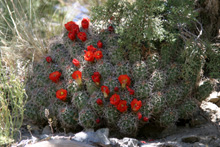 Another mound cactus