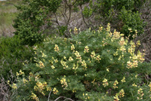 Yellow bush lupines
