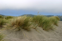 Dunes and bunch grass near Jenner
