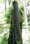 Remains of a long-dead redwood