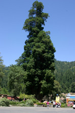 Grandfather Tree by Highway 101