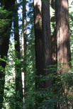 A stand of redwoods in Russian Gulch