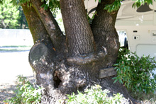 Trunks of the bay tree