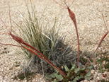 Veriogonum Inflatum also known as Desert Trumpet