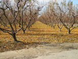 Fall in the peach orchard