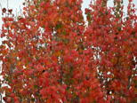 Red fall leaves, November 2012