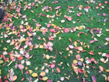Fallen leaves and grass create a work of art