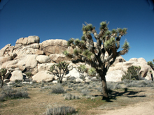 Joshua tree and rock formation
