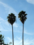 Palms in Clovis CA