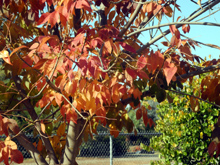 Fall leaves in Clovis CA