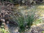 Bunch grass by Dry Creek