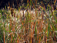 Cattails by Big Dry Creek