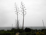 Century plants in the ran, Santa Cruz, April 2014