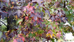 The varied color pallet of a liquidamber tree