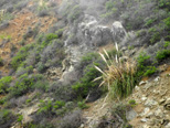 Pampas grass grows wild along Highway 1 in Big Sur