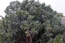 Juniper in Joshua Tree National Park